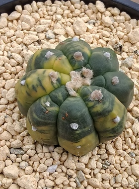 悟空兜锦实生块根植物仙人球一物一拍精品拍摄于251225