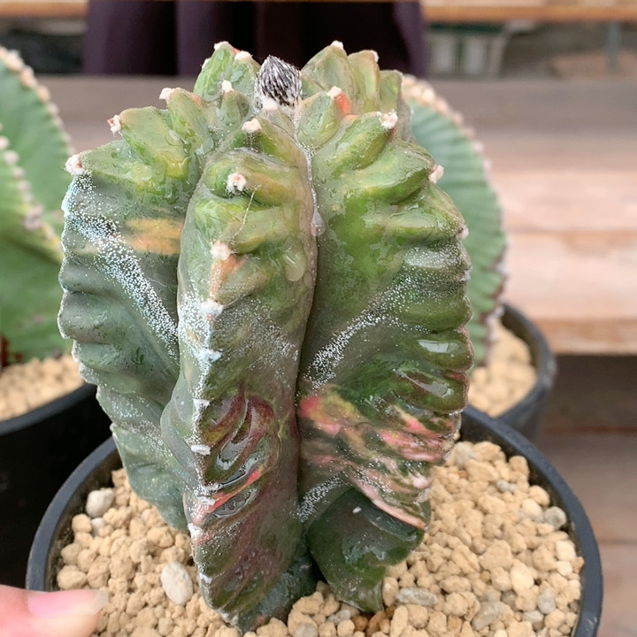 龟甲鸾锦,鲜花速递/花卉仿真/绿植园艺,多肉植物,淘宝优惠券,粉丝福利购,淘宝优惠卷