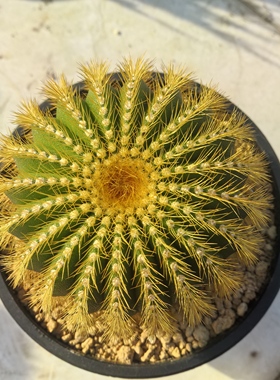 金刺尤伯球自根块根植物仙人球一物一拍精品拍摄于250107