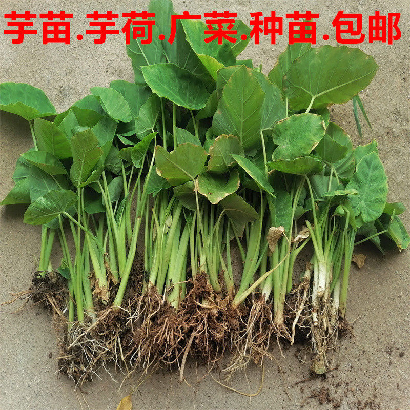 芋头苗芋头种子出售广菜种苗芋荷苗白芋苗芋头种子苗芋苗18棵包邮
