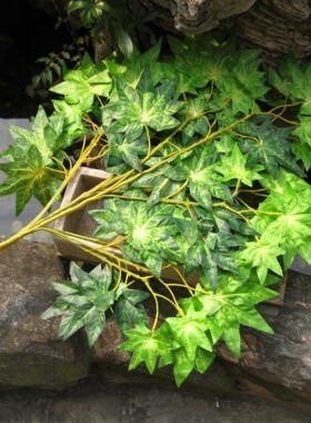 景观仿真植物仿树黄桷树叶片