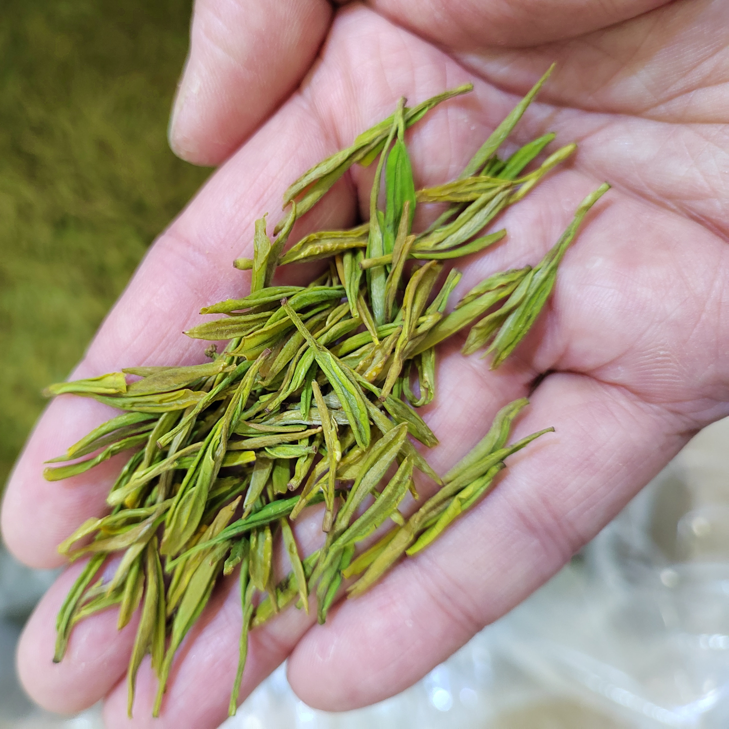 2025年新茶安吉黄金芽明前黄茶嫩芽春茶奶香茶叶