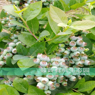 鼓岭蓝莓果苗南北高丛推荐庭院阳台露台盆栽果树易成活好结果观果