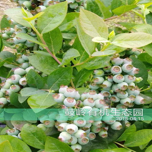 鼓岭蓝莓果苗南北高丛推荐庭院阳台露台盆栽果树易成活好结果观果