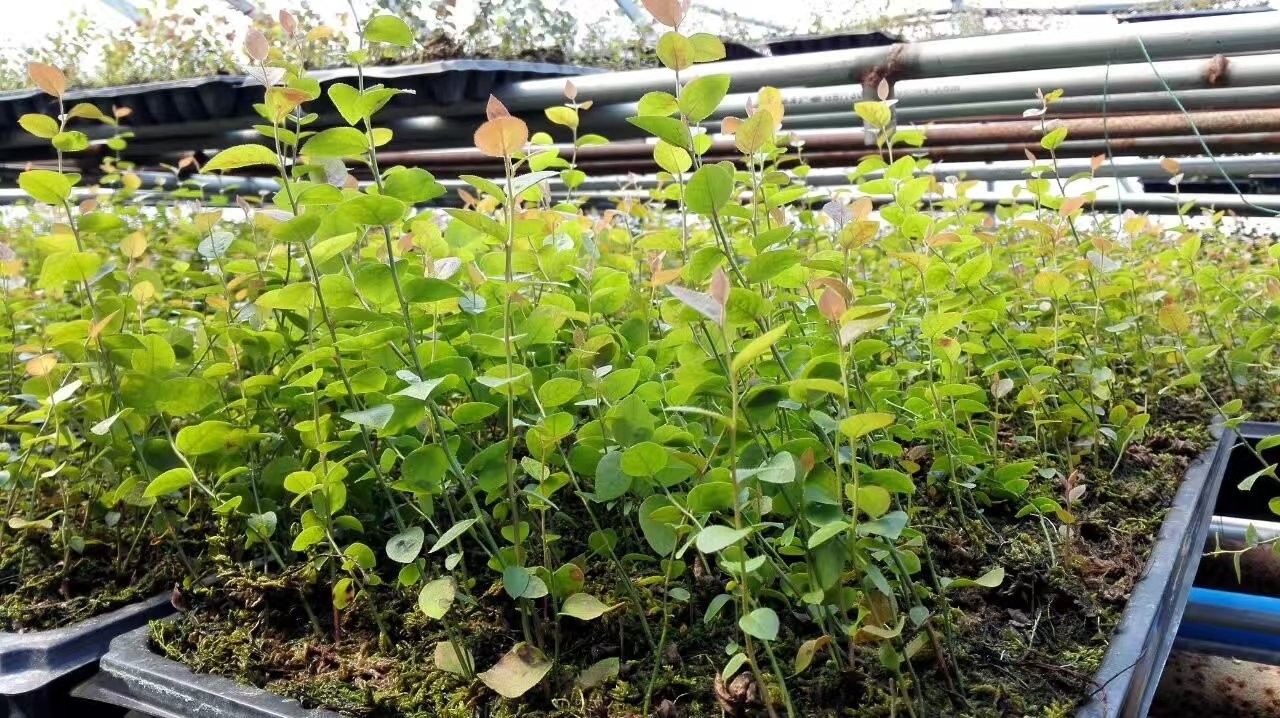 鼓岭蓝莓苗蓝莓脱毒苔藓苗纯甜无酸好种好养阳台果树庭院苗图片