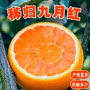 九月红橙子正宗秭归脐橙现摘新鲜水果湖北宜昌当季 手剥鲜橙果冻橙