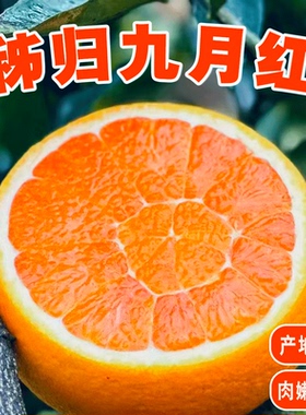 九月红橙子正宗秭归脐橙现摘新鲜水果湖北宜昌当季手剥鲜橙果冻橙