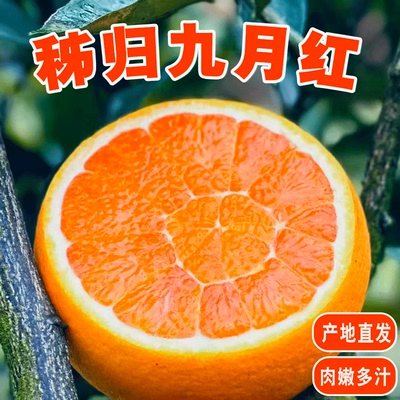 秭归脐橙0-8度湖北秭归果冻橙