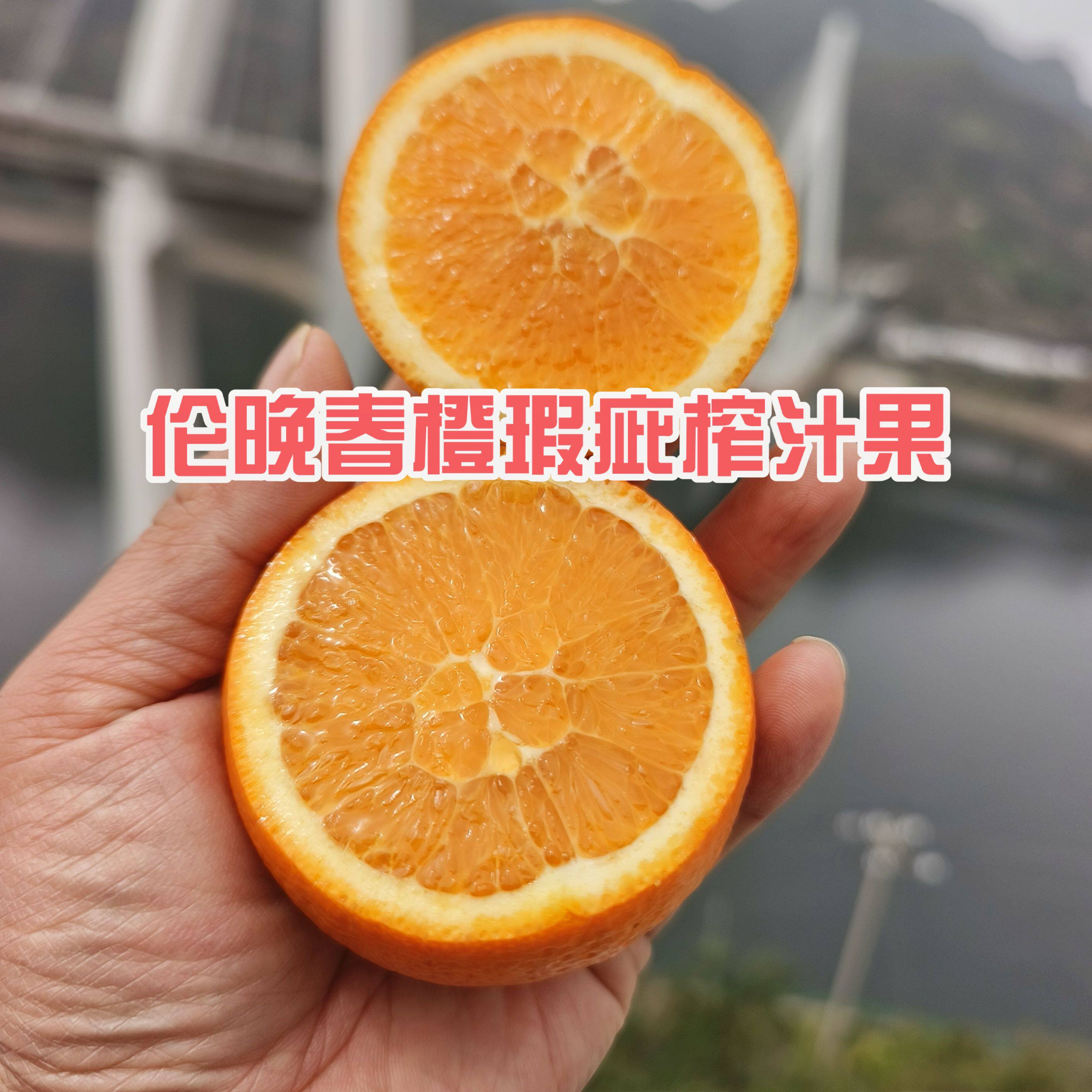 正宗秭归九月红果冻橙橙子榨汁果 瑕疵果花皮果奶茶店榨汁橙子