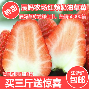 牛奶草莓现摘现发新鲜草莓日本红颊草莓建德草莓草莓奶油草莓3斤