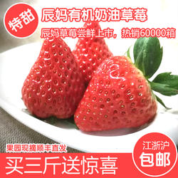 现摘草莓新鲜草莓奶油草莓日本红颊草莓牛奶草莓建德草莓3斤顺丰