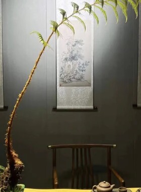 盆景狗脊一叶蕨类植物老桩网红蕨室内绿植造景茶室苔藓微景观盆栽