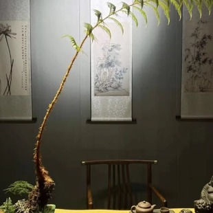 盆景狗脊一叶蕨类植物老桩网红蕨室内绿植造景茶室苔藓微景观盆栽