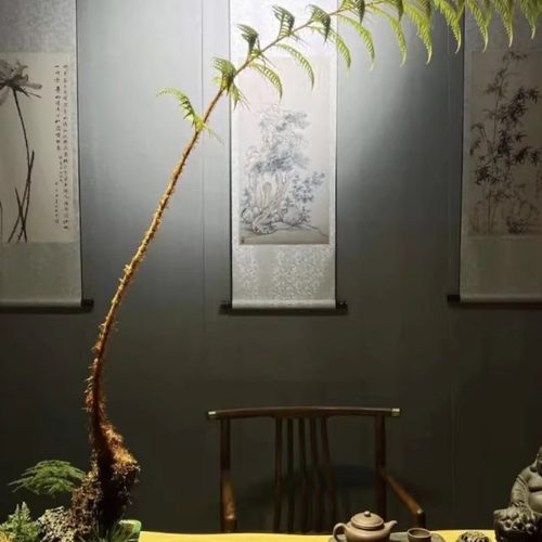 一叶撅蕨类植物室内盆栽禅意