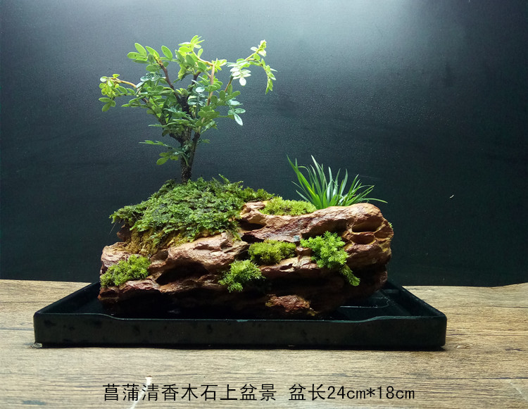菖蒲清香木石上盆景苔藓微景观