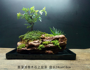 菖蒲清香木石上盆景 苔藓微景观茶道盆栽水培办公室内绿植物 日式