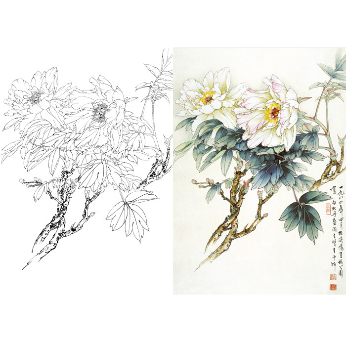 工笔画白牡丹花白描底稿国画牡丹素材临摹小品线描勾线练习打印稿