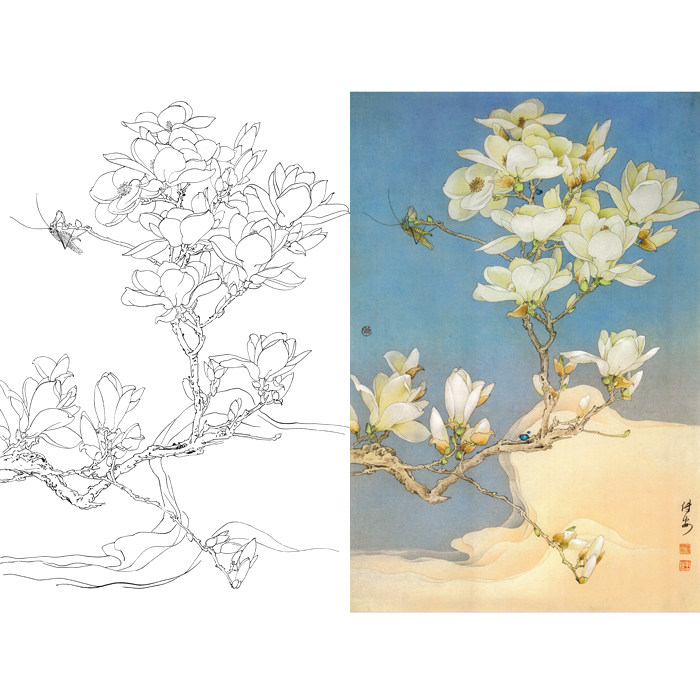 邹传安工笔画作品白玉兰花白描底稿国画宣纸底稿临摹勾线练习画稿
