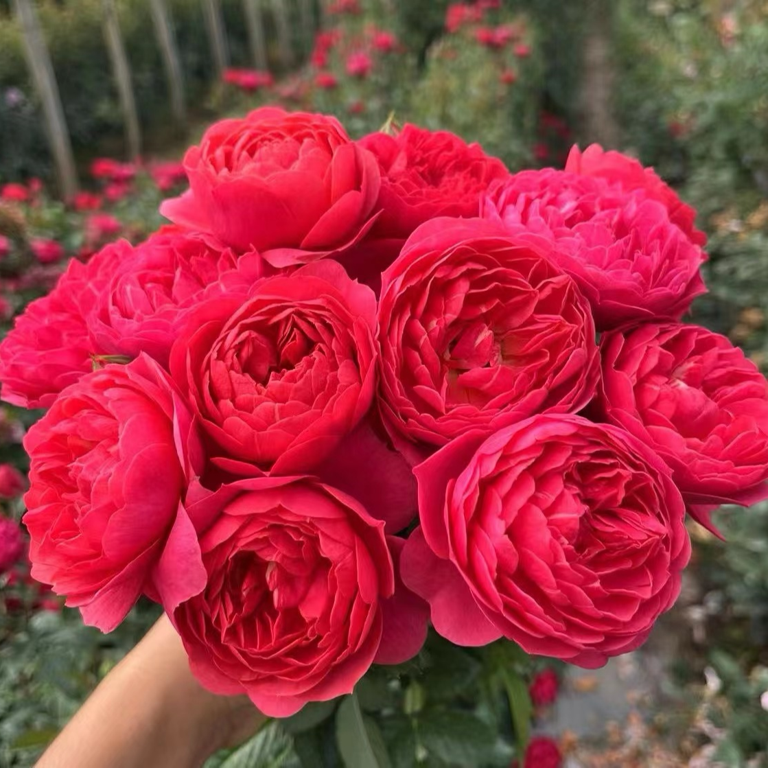 花知述园艺嫣红果汁 新手必入多头花卉月季盆栽玫瑰