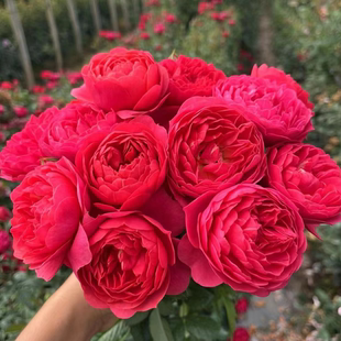 花知述园艺嫣红果汁 新手必入多头花卉月季盆栽玫瑰树花苗