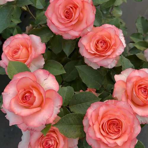 花知述园艺蝴蝶谷四季玫瑰月季花开花植物庭院可养阳台可养