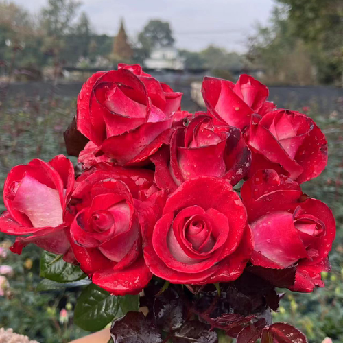 花知述园艺桃花雪 切花直立抗病花卉月季盆栽玫瑰
