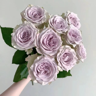 花知述园艺海洋之心切花直立抗病花卉月季盆栽玫瑰树花苗