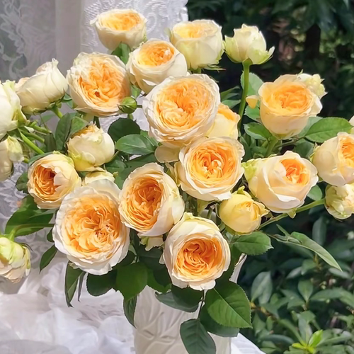 花知述园艺光辉切花直立抗病花卉月季盆栽玫瑰