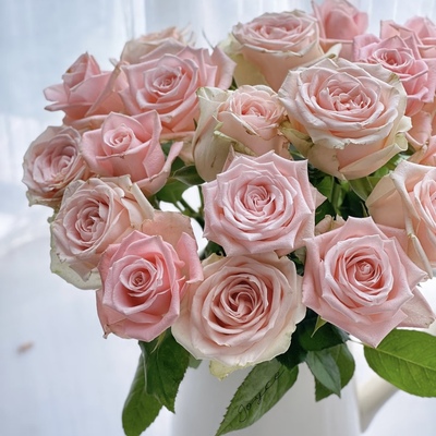 花知述园艺烟雨海棠 新品切花好养花卉月季盆栽玫瑰树花苗