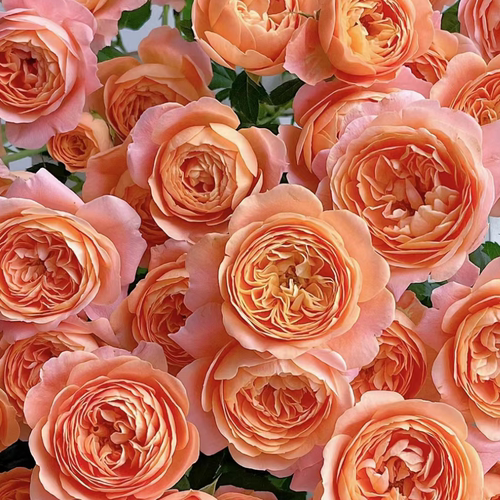 花知述园艺果汁阳台 新手必入多头花卉月季盆栽玫瑰树花苗