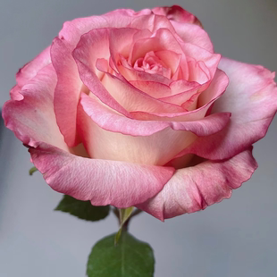 花知述园艺 武媚娘/林荫大道 抗病花卉月季盆栽玫瑰树花苗