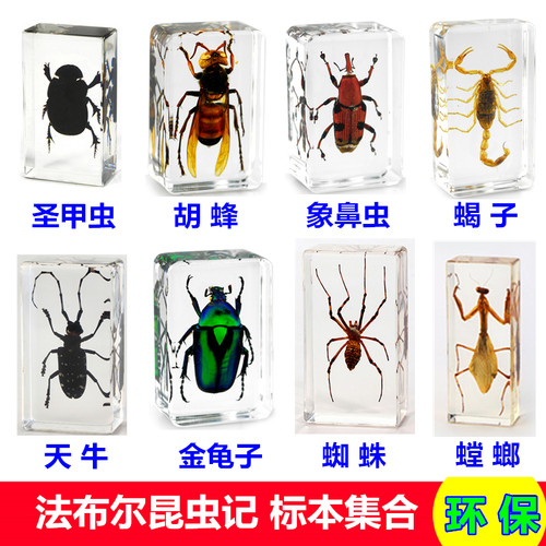 法布尔真实昆虫标本安全环保