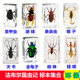 法布尔昆虫记标本螳螂圣甲虫蝴蝶蟋蟀蝈蝈蜜蜂蚂蚁狼蛛蝎子萤火虫