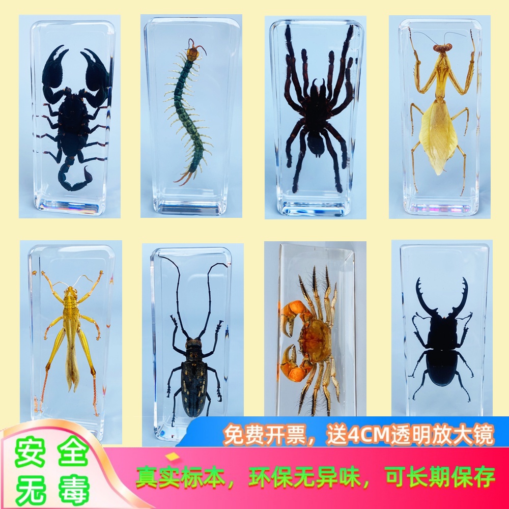 真实小动物昆虫标本树脂甲虫螃蟹天牛蜈蚣蝎子螳螂蝗虫蜘蛛独角仙