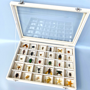 幼儿园真实动植物昆虫萤火虫标本屎壳郎蜜蜂海星螃蟹海螺花朵琥珀