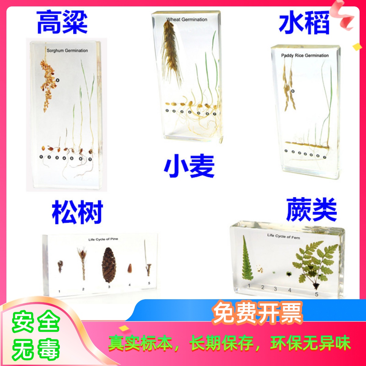 幼儿园小学教学植物种子发芽标本