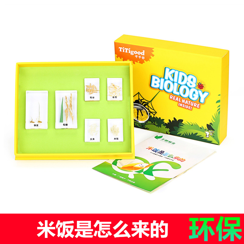 千帆中小学幼儿教学具植物米饭来源稻谷大米稻穗树脂包埋标本套装