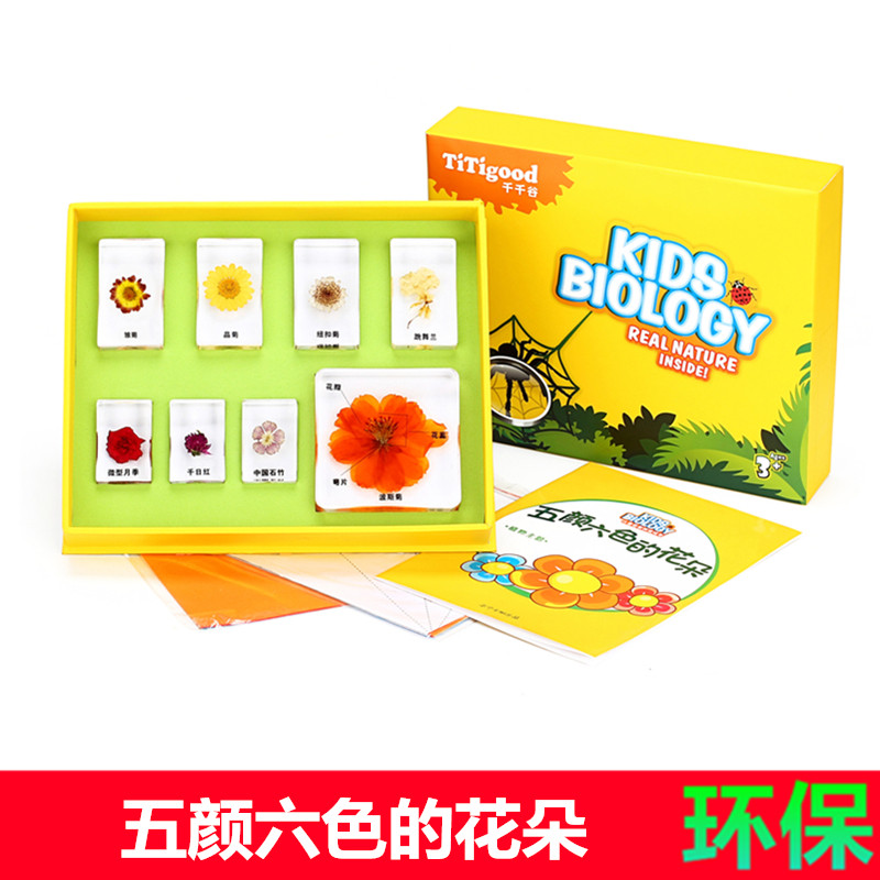 千帆中小学教学具儿童植物花朵菊花月季花石竹跳舞兰标本树脂套装