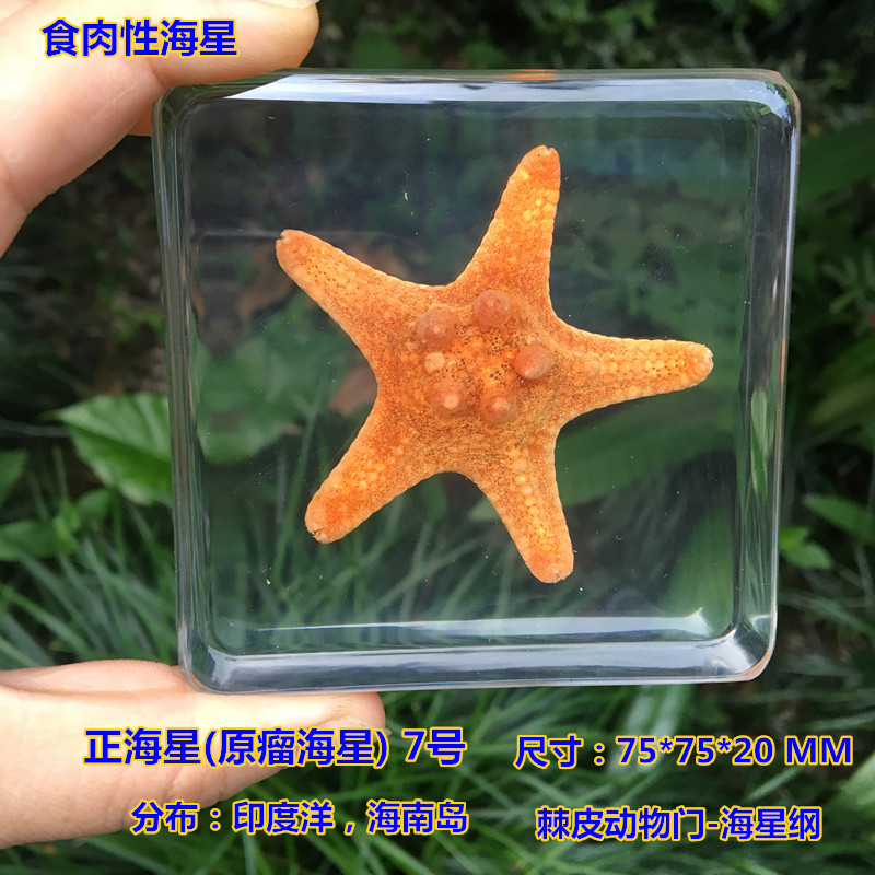 幼儿园教学标本真实海星树脂标本琥珀摆件海洋贝壳海螺
