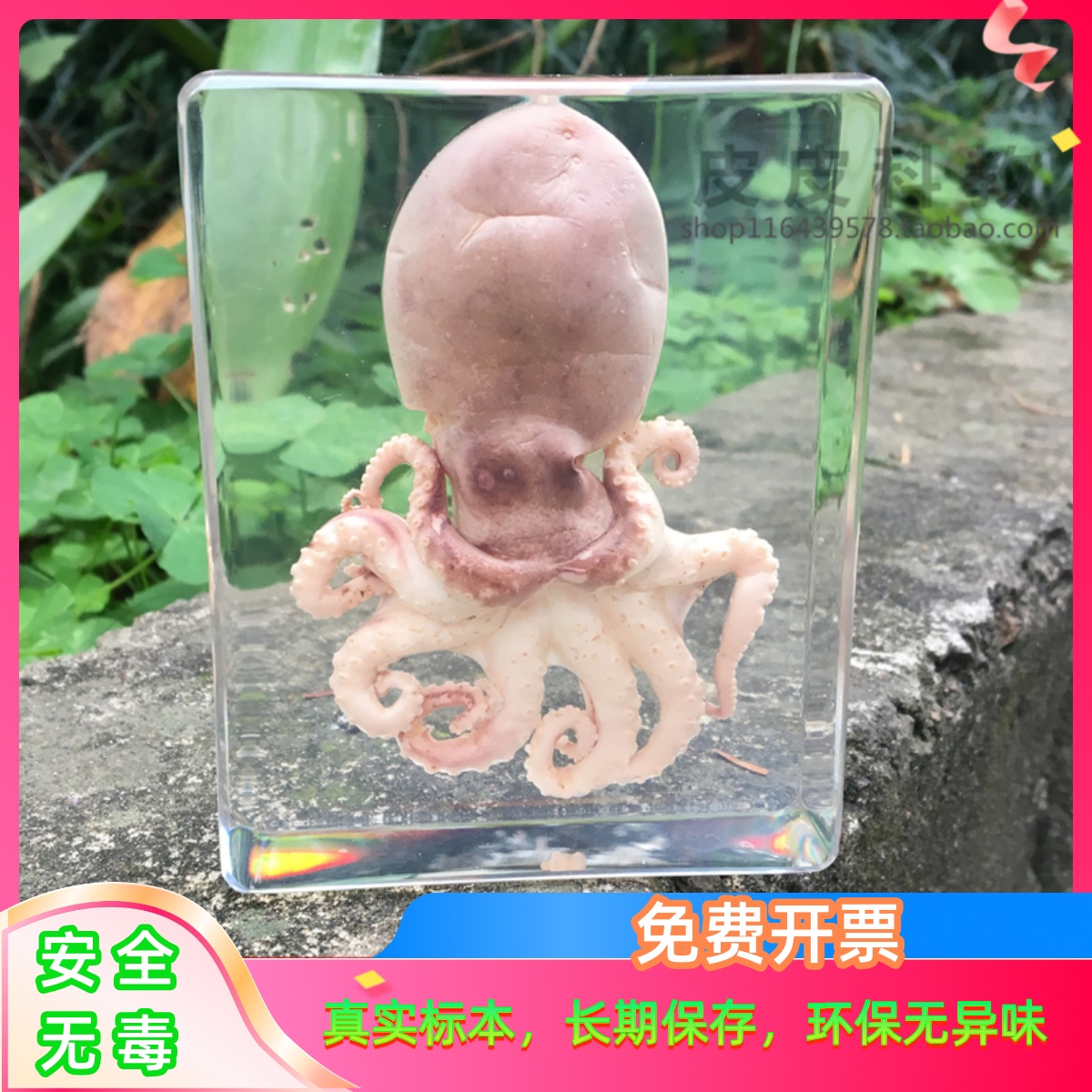 海洋教学标本章鱼摆件