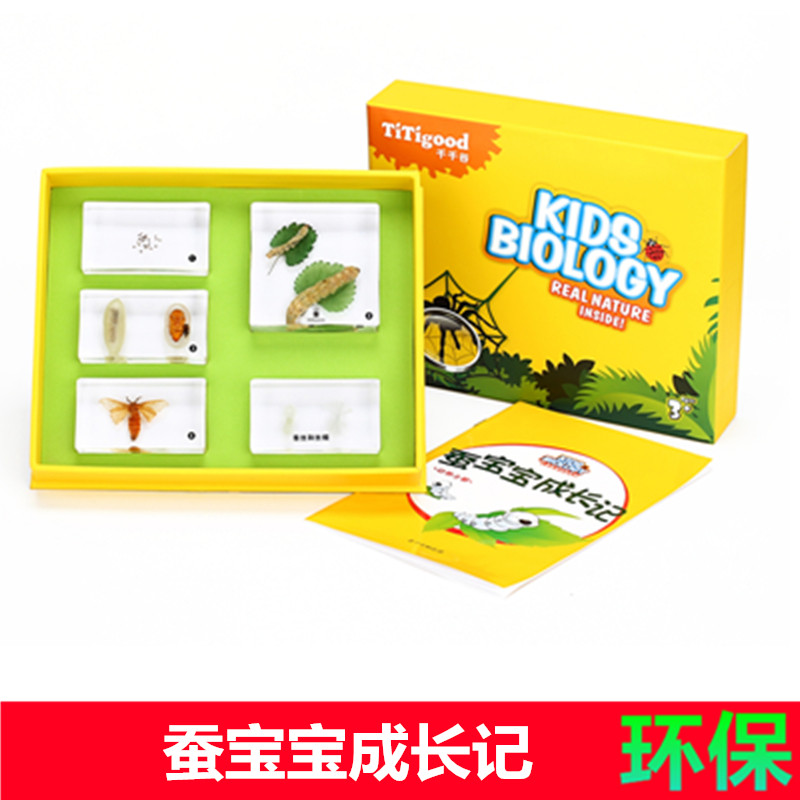 千帆中小学儿童教学教具昆虫蚕宝宝成长桑蚕桑叶真实树脂标本套装