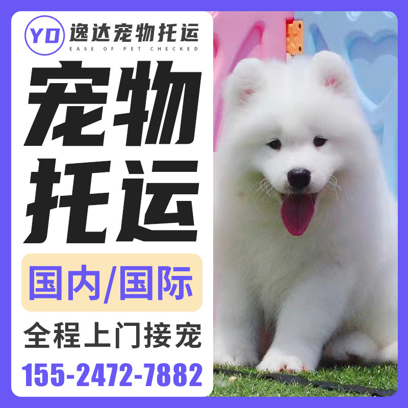 上海大连宠物托运服务全国 猫咪托运宠物空运 宠物狗狗托运顺风车