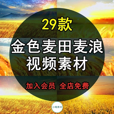 金色麦田高清LED背景视频风景素材丰收唯美秋天麦穗风吹麦浪秋天