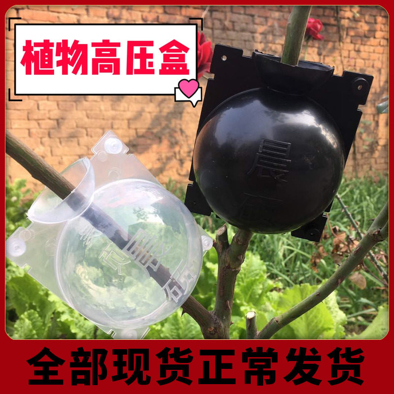 高压嫁接晨硕生根无性繁殖具扦插