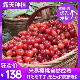 四川黄草现摘新鲜水果小恩桃天然小樱桃水果顺丰航空3斤包邮