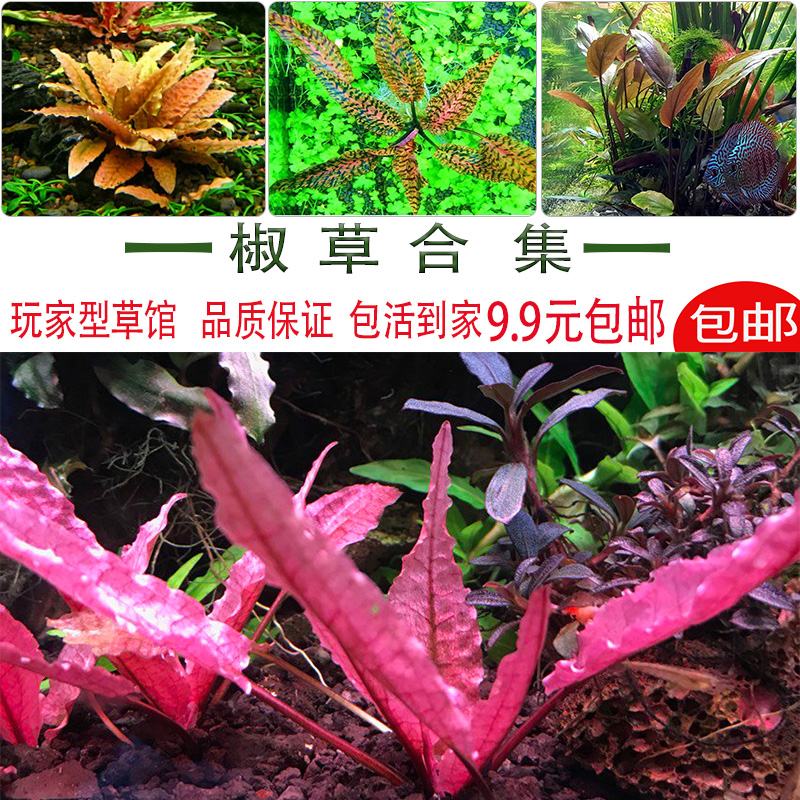 火烈鸟椒草品牌精品汇聚 价格大全移动版 最宠网