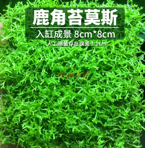 冒泡的水草 鹿角苔莫斯 moss 新手易养 无需二氧化碳 造景沉木,宠物/宠物食品及用品,水草,淘宝优惠券,粉丝福利购,淘宝优惠卷