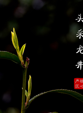 2026年新茶 明前头采 梅家坞龙井 50g