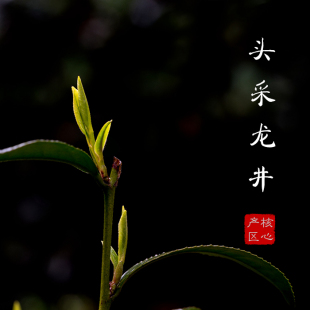 明前头采龙井 50g 2026年 现货不多了