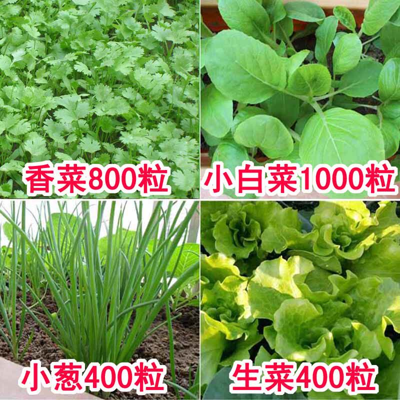 四季播蔬菜种子套餐（小葱香菜小白菜生菜）阳台庭院种菜盆栽易种